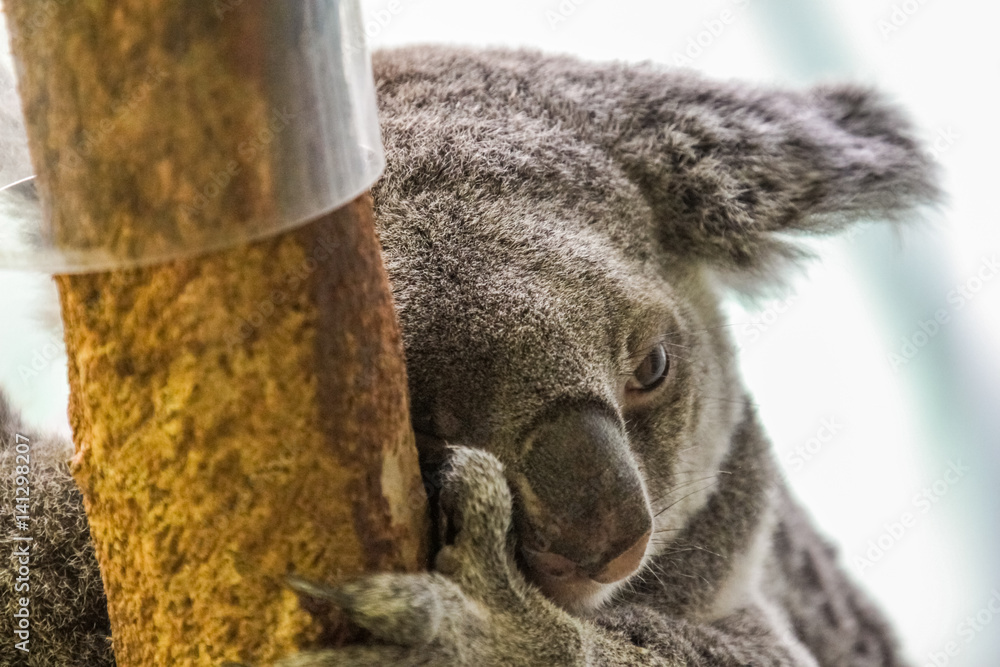 Obraz premium Koala Bear