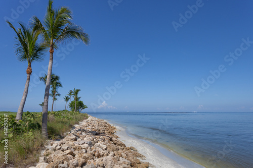 Palm Trees Along Captiva, Florida photo