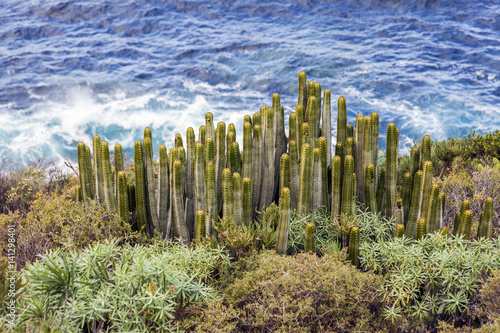 Cacti and Atlantic Ocean