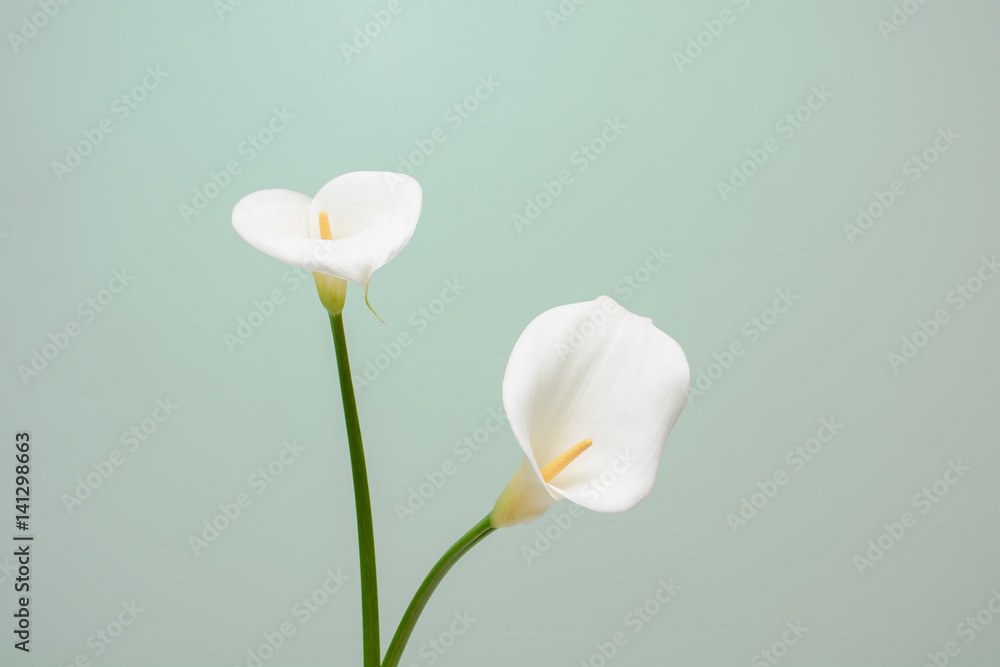 elegant full blooming Calla Lily indoor photo elegant full blooming Calla Lily indoor photo