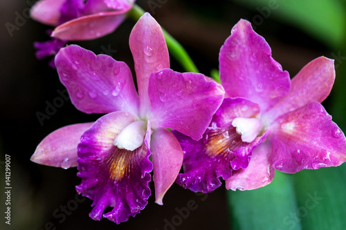 Pink violet orchid flower 