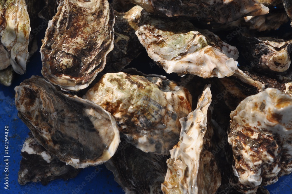 Fresh Raw Oysters Fresh Raw Oysters