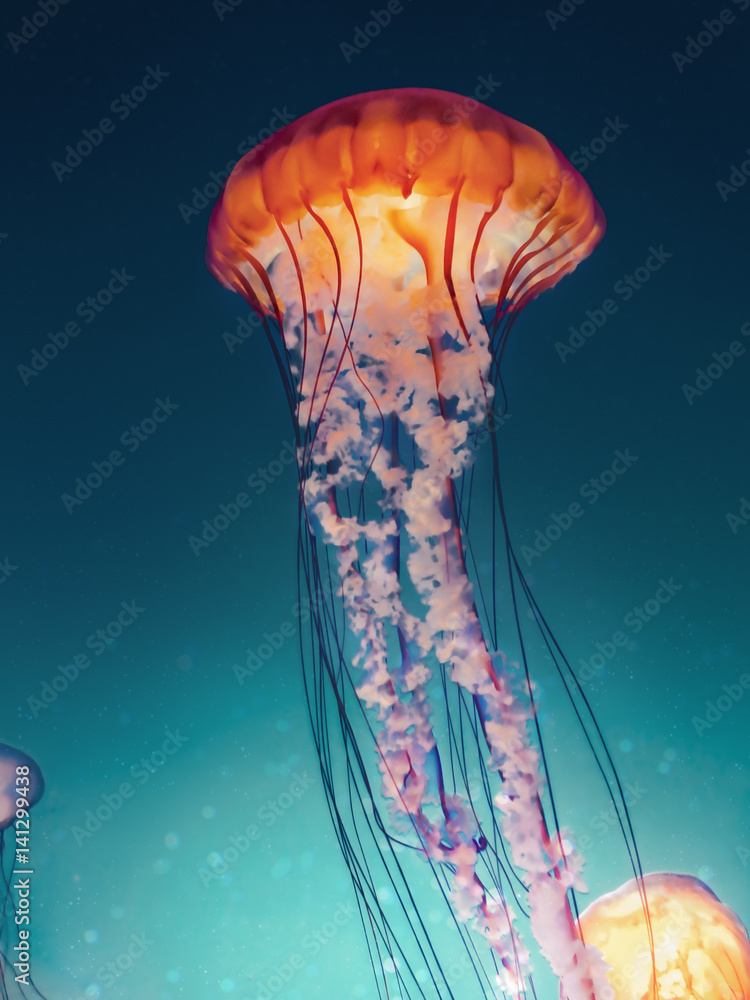 Obraz premium Krzyżowe przetwarzanie meduzy
