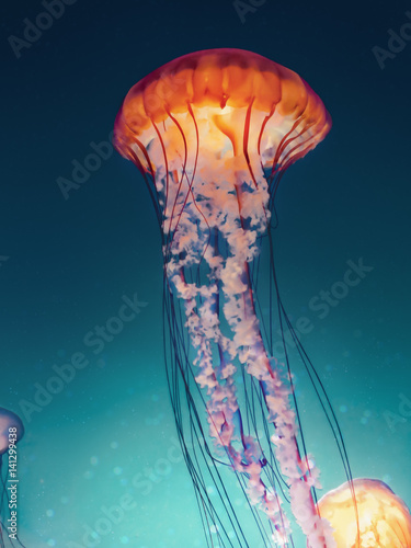 Cross processing jellyfish Fototapet