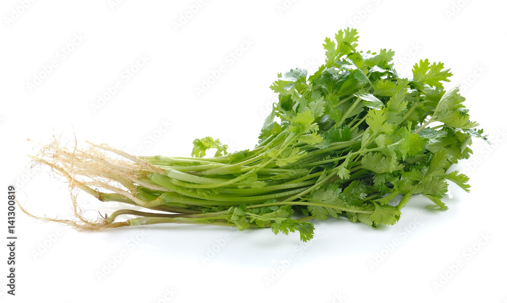 Coriander leaf isolated on white background Coriander leaf isolated on white background
