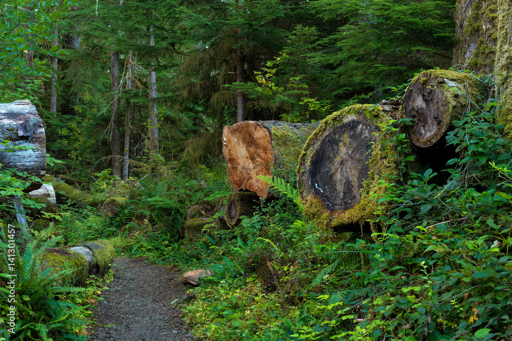 Fallen giants along a trail in Olympic National Forest Fallen giants along a trail in Olympic National Forest