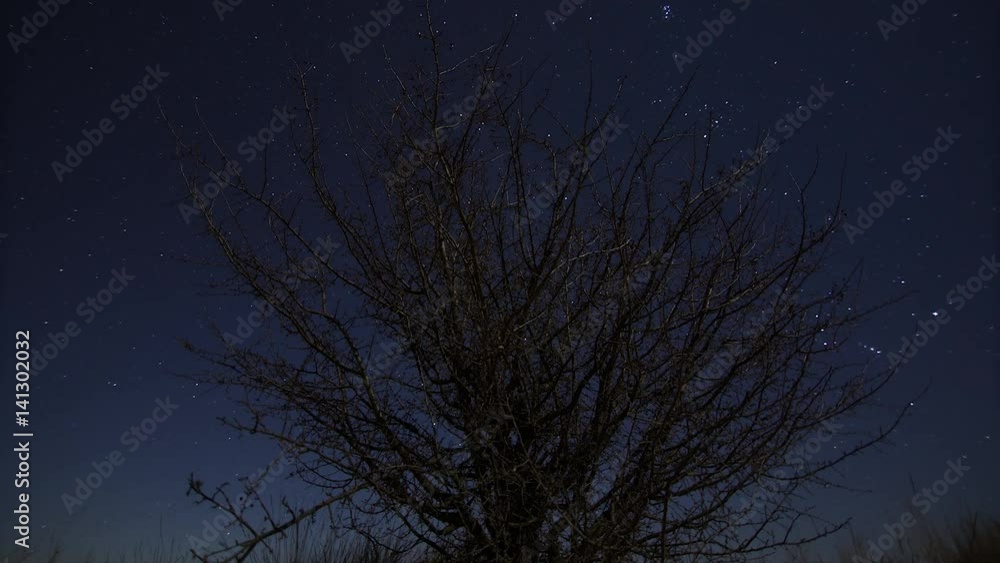 Leafless tree at night time lapse Leafless tree at night time lapse