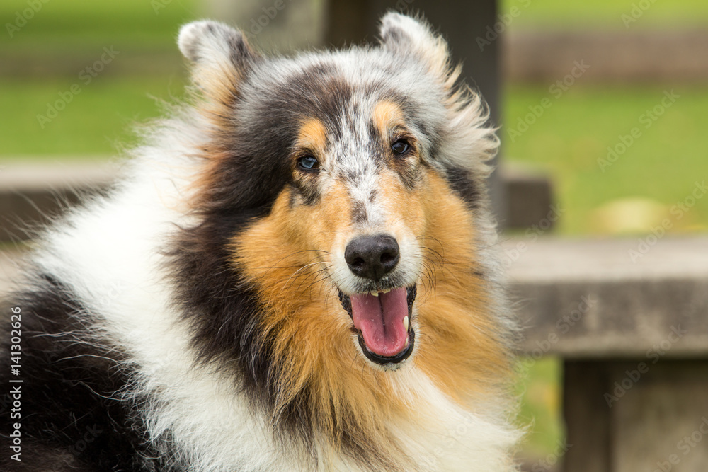 A Happy Dog's Day A Happy Dog's Day