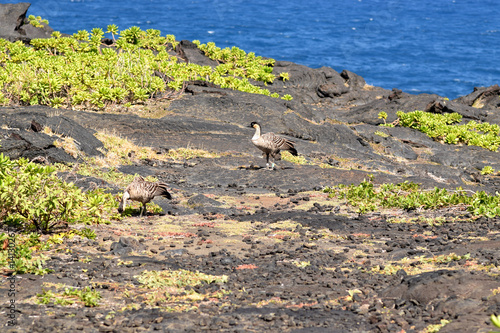 nene along the Chain of Craters Road in Hawaii Volcanoes National Park