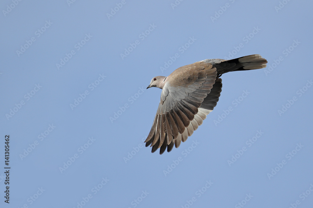 Obraz premium Eurasian Collared Dove, Streptopelia decaocto, in flight with open wings pointed downward against blue sky