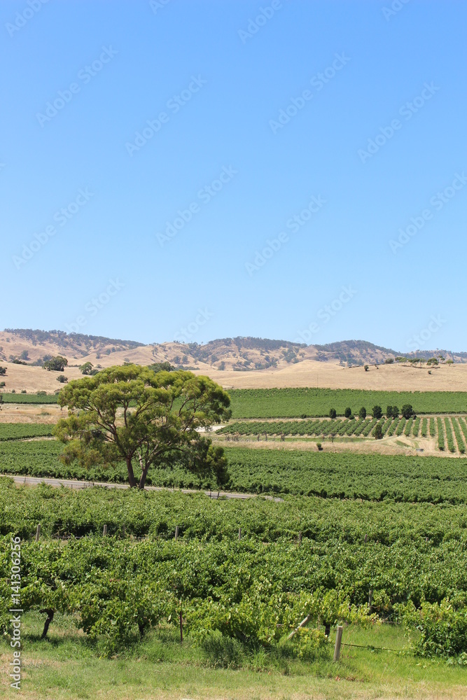 Vineyard in the Barossa Valley, Adelaide, South Australia