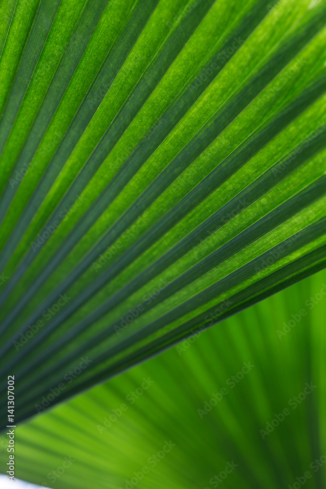 Obraz premium verdant green palm