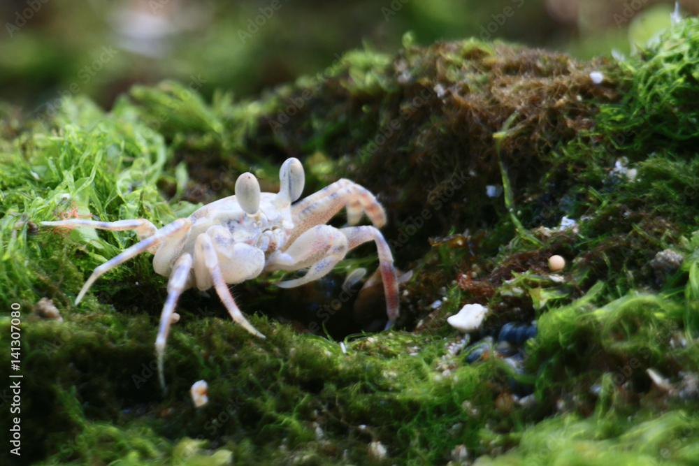 Fototapeta premium White Crab