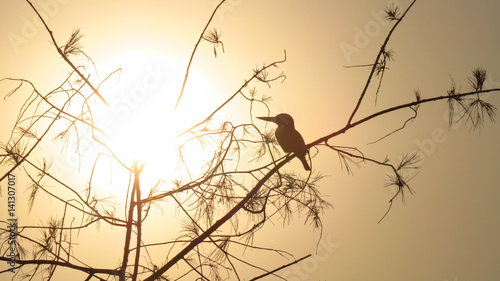 Sunset Kingfisher