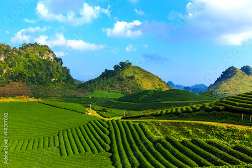 Green tea fields in Vietnam