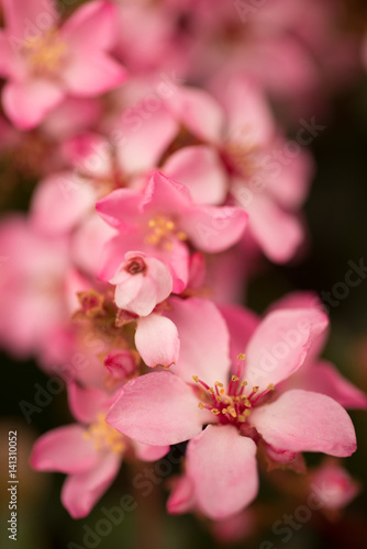 Pink flower blossoms