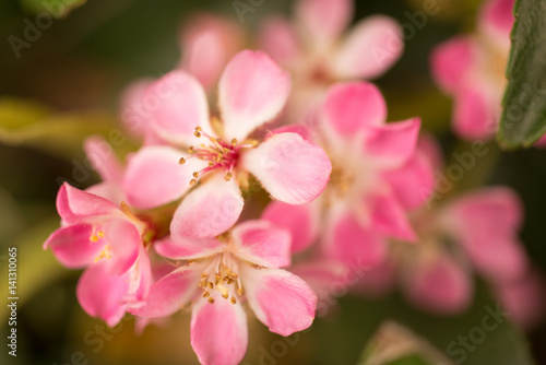 Pink flower blossoms © Chitra Tatachar