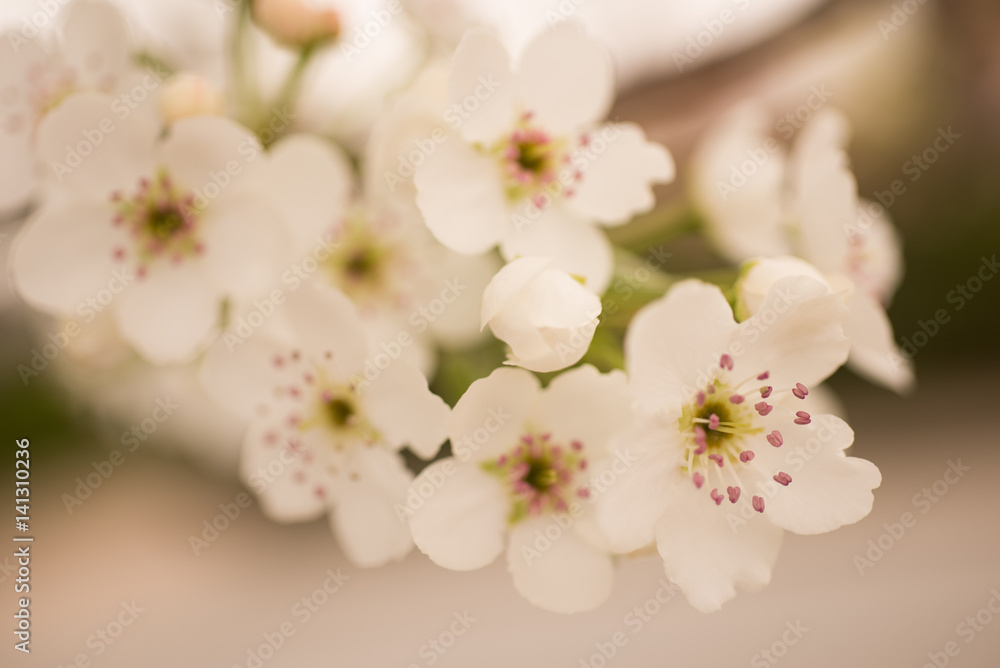 Fototapeta premium White cherry blossoms on tree