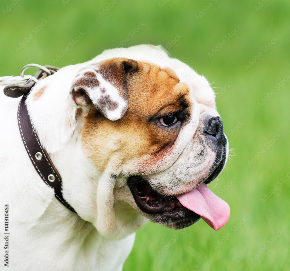 Fototapeta premium Bulldog portrait