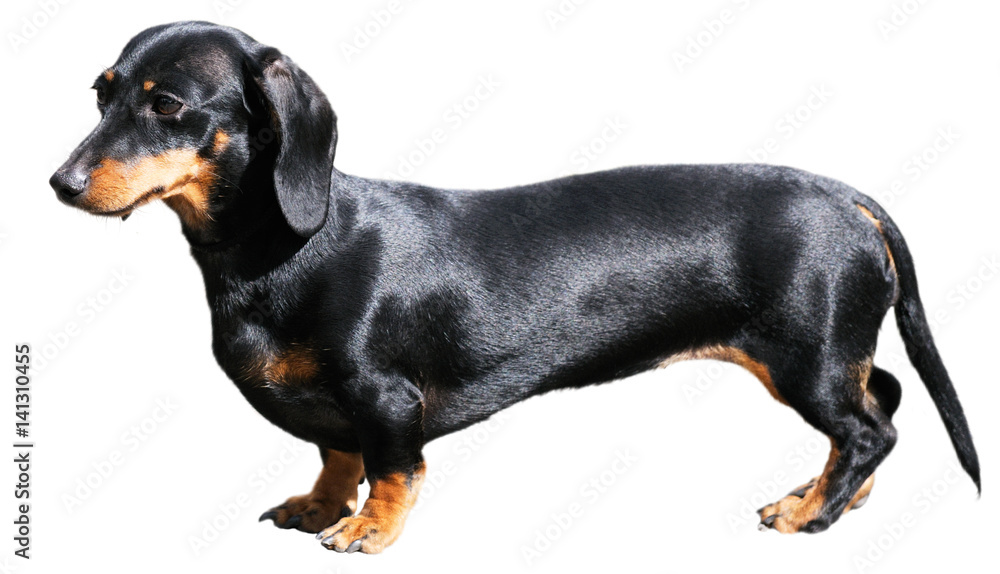 Dachshund over white Dachshund over white