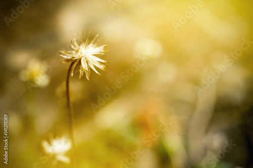 white flowers at sunrise spring time