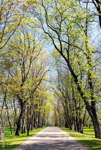 old trees with fresh green foliage growing alongside park footpath on blue sky background
