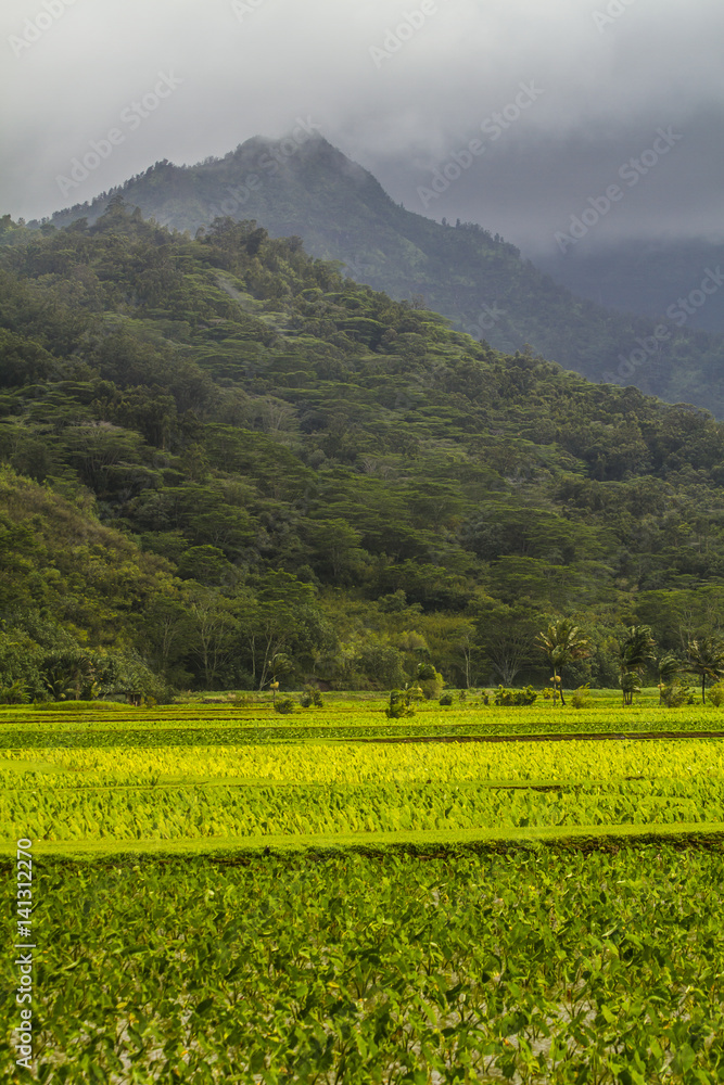 Obraz premium Tropical landscape in Kauai