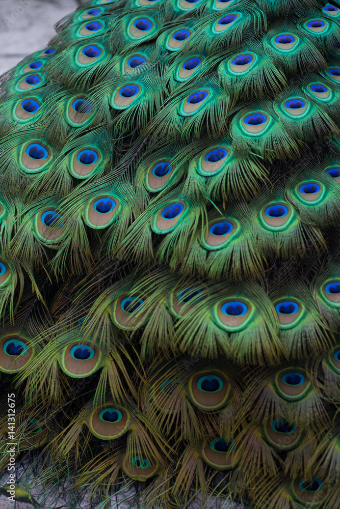 Obraz premium peacock plumage array