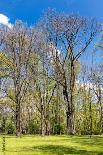 trees in forest on blue sky background. spring rural landscape.