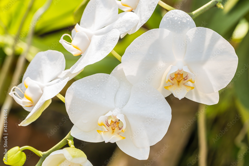 Macro of white orchid, Phalaenopsis. Macro of white orchid, Phalaenopsis.