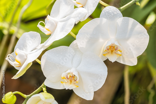 Macro of white orchid, Phalaenopsis.
