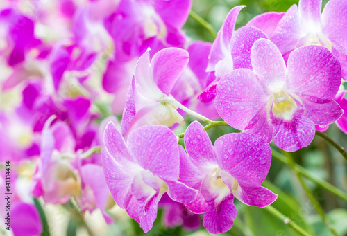 Abstract blurred background of purple orchids  Dendrobium.