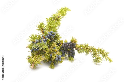  Juniper berries isolated on white