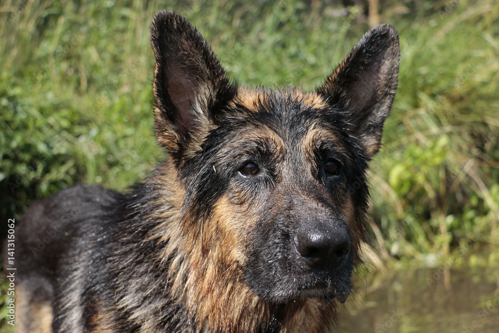 Wet dog german shepherd in a water in a summer day Wet dog german shepherd in a water in a summer day