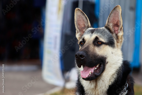 dog breed German Shepherd