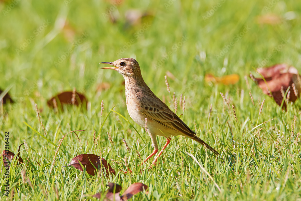 Richards pipit (anthus richardi) bird on a green lawn with autumn leaves in Thailand park. Richards pipit (anthus richardi) bird on a green lawn with autumn leaves in Thailand park.