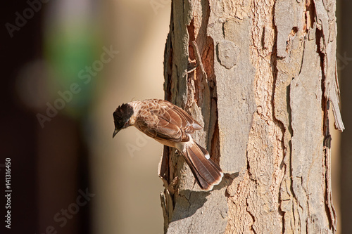 Sooty-headed Bulbul (pycnonotus aurigaster) on a tree in the park in Thailand.  photo