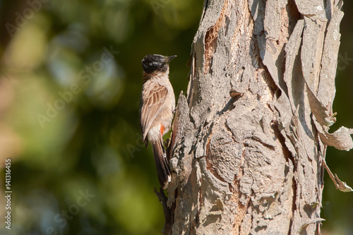 Sooty-headed Bulbul (pycnonotus aurigaster) on a tree in the park in Thailand.  photo