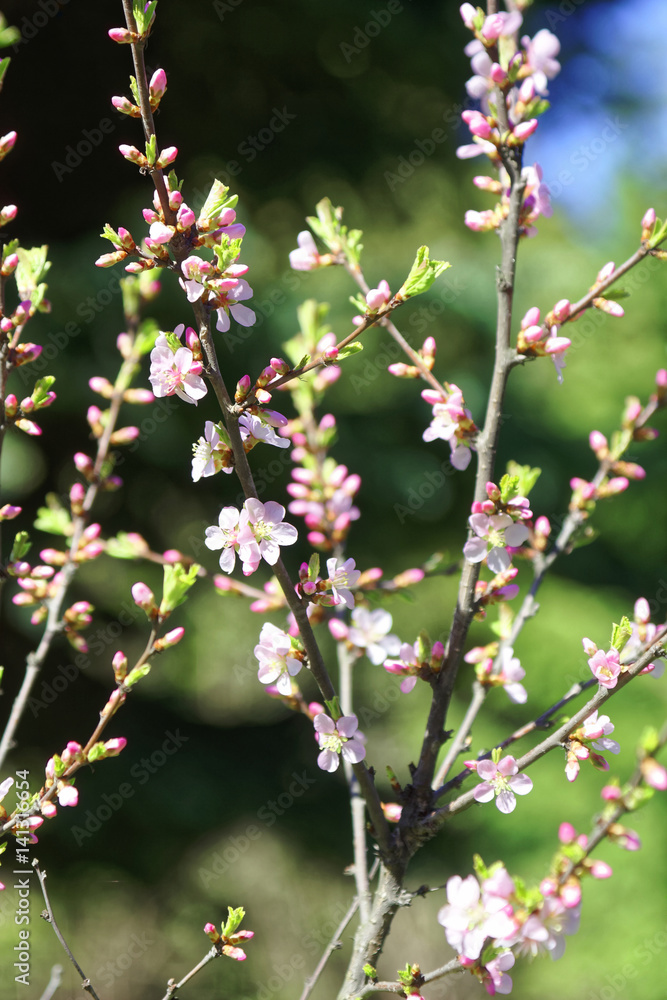 Flowers of Japanese Sakura. Cherry blossom of spring in the botanical garden. Flowers of Japanese Sakura. Cherry blossom of spring in the botanical garden.