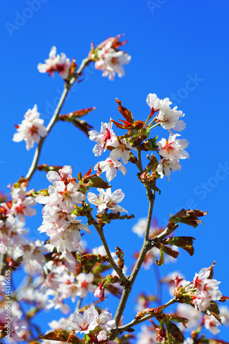 Wallpaper Mural Flowers of Japanese Sakura. Cherry blossom of spring in the botanical garden. Torontodigital.ca