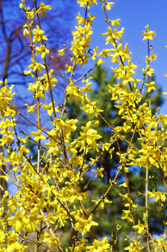 Blooming flowers of Forsythia with shallow depth of field. Spring flowers in botanical garden. Selective focus.