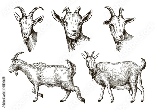 Photo sketch of goat drawn by hand. livestock. animal grazing