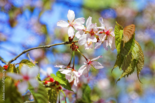 Flowers of Japanese Sakura. Cherry blossom of spring in the botanical garden. © sebos