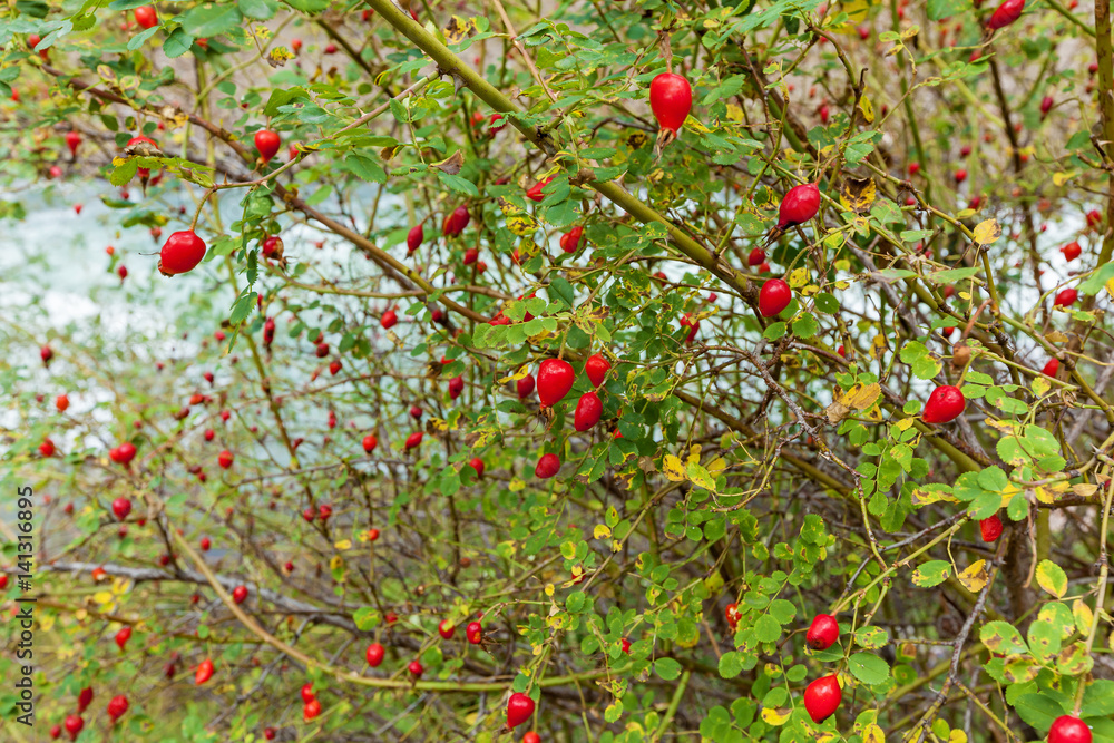 bush of brier with ripe red berries