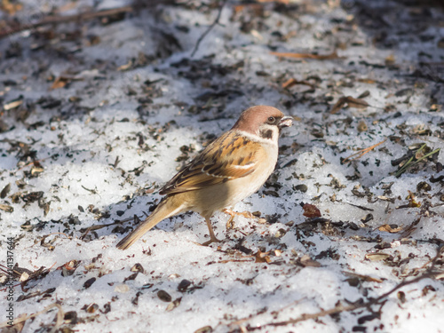 Eurasian Tree Sparrow, Passer montanus, close-up portrait on ground, selective focus, shallow DOF photo