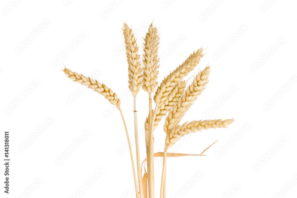 Stems of wheat with ears on a light background Stems of wheat with ears on a light background