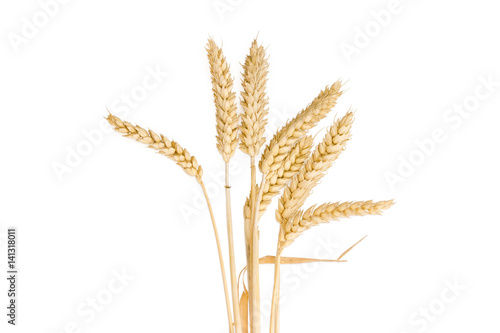 Stems of wheat with ears on a light background