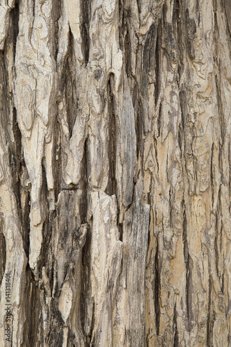 Fototapeta Naklejka Na Ścianę i Meble -  Tree bark texture.
