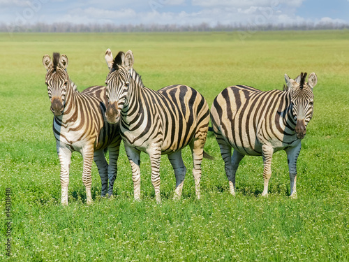 Three Grevy's zebras in steppe in the spring