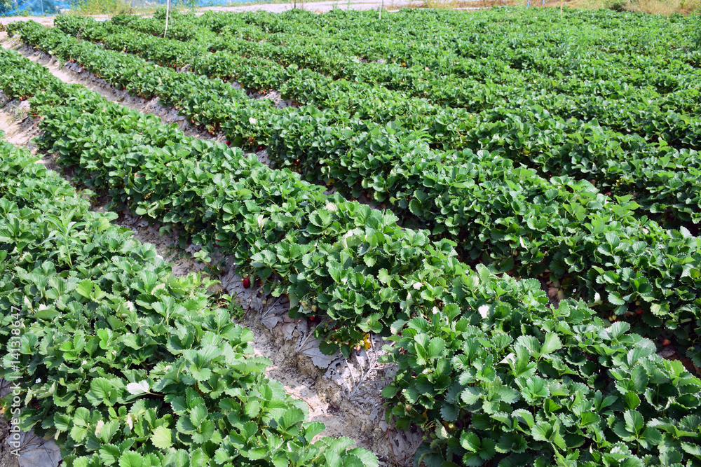 Strawberry plantation at Chiang Kan district, Loei province, Thailand